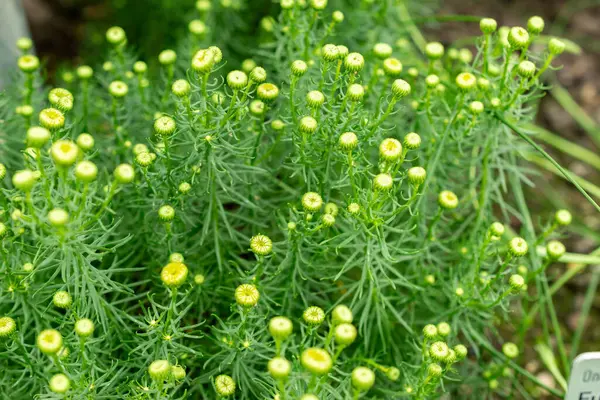 Saint Gallen, İsviçre, 9 Mayıs 2025 Botanik Bahçesindeki Chrysocoma Coma-Aurea fabrikası