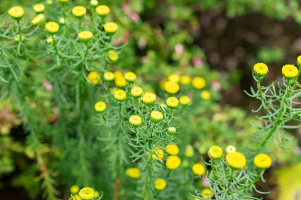 Saint Gallen, İsviçre, 9 Mayıs 2025 Botanik Bahçesindeki Chrysocoma Coma-Aurea fabrikası