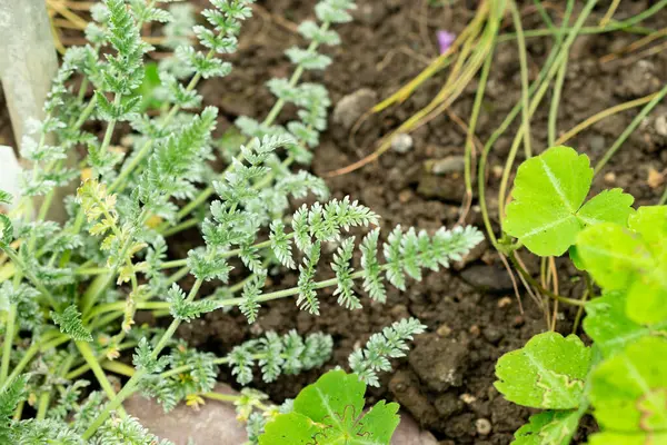 Saint Gallen, İsviçre, 9 Mayıs 2025 Oreomyrhis Argentea fabrikası botanik bahçesinde.