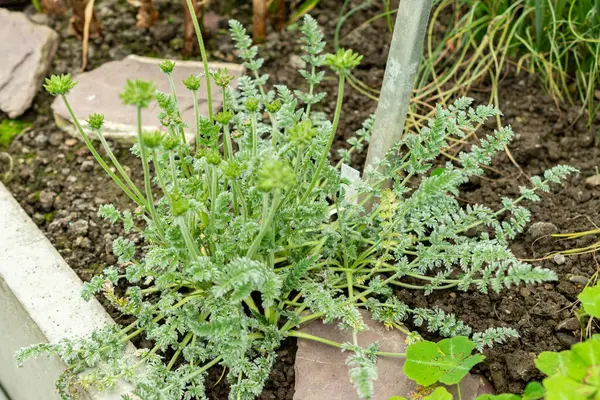 Saint Gallen, İsviçre, 9 Mayıs 2025 Oreomyrhis Argentea fabrikası botanik bahçesinde.