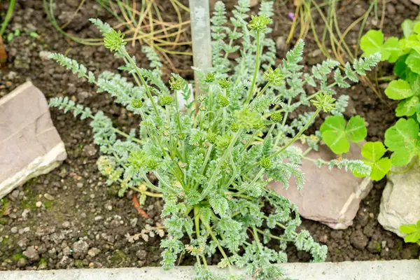 Saint Gallen, İsviçre, 9 Mayıs 2025 Oreomyrhis Argentea fabrikası botanik bahçesinde.