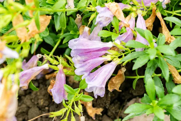 Saint Gallen, İsviçre, 9 Mayıs 2025 Botanik Bahçesindeki Penstemon Cardwellii fabrikası