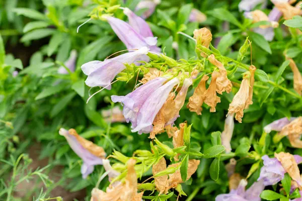 Saint Gallen, İsviçre, 9 Mayıs 2025 Botanik Bahçesindeki Penstemon Cardwellii fabrikası