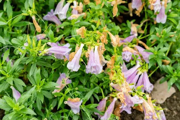 Saint Gallen, İsviçre, 9 Mayıs 2025 Botanik Bahçesindeki Penstemon Cardwellii fabrikası