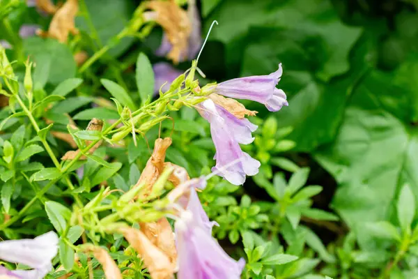 Saint Gallen, İsviçre, 9 Mayıs 2025 Botanik Bahçesindeki Penstemon Cardwellii fabrikası