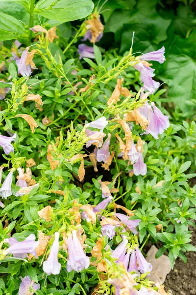 Saint Gallen, İsviçre, 9 Mayıs 2025 Botanik Bahçesindeki Penstemon Cardwellii fabrikası