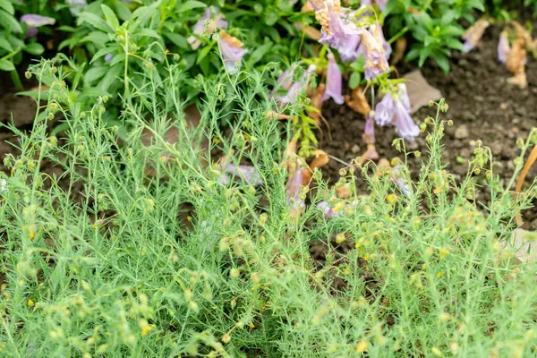 Saint Gallen, İsviçre, 9 Mayıs 2025 Fumana Leavipes bitkisi botanik bahçesinde