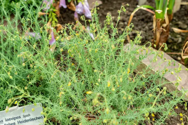 Saint Gallen, İsviçre, 9 Mayıs 2025 Fumana Leavipes bitkisi botanik bahçesinde