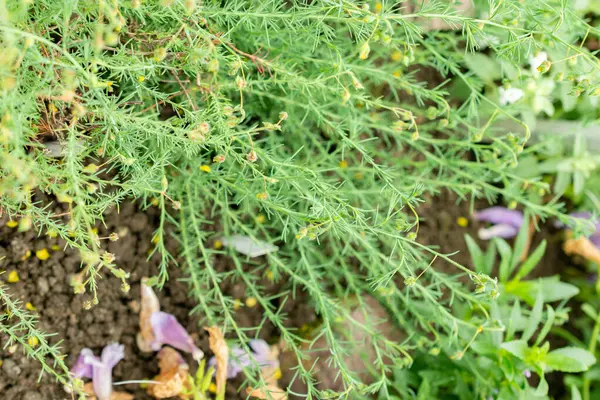 Saint Gallen, İsviçre, 9 Mayıs 2025 Fumana Leavipes bitkisi botanik bahçesinde