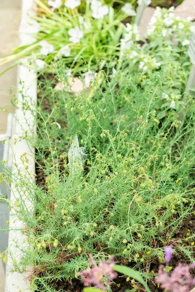 Saint Gallen, İsviçre, 9 Mayıs 2025 Fumana Leavipes bitkisi botanik bahçesinde