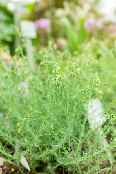 Saint Gallen, İsviçre, 9 Mayıs 2025 Fumana Leavipes bitkisi botanik bahçesinde