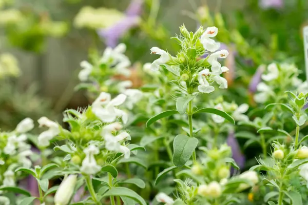 Saint Gallen, İsviçre, 9 Mayıs 2025 Dracocephalum Renati bitkisi botanik bahçesinde.