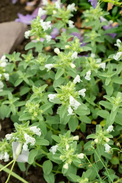 Saint Gallen, İsviçre, 9 Mayıs 2025 Dracocephalum Renati bitkisi botanik bahçesinde.