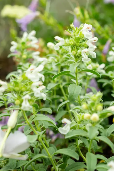 Saint Gallen, İsviçre, 9 Mayıs 2025 Dracocephalum Renati bitkisi botanik bahçesinde.