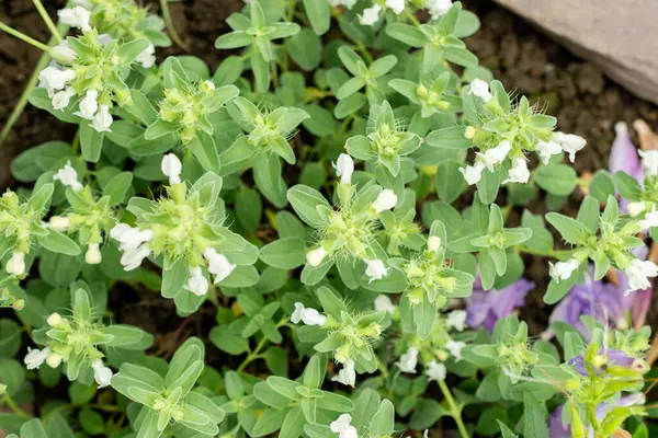 Saint Gallen, İsviçre, 9 Mayıs 2025 Dracocephalum Renati bitkisi botanik bahçesinde.