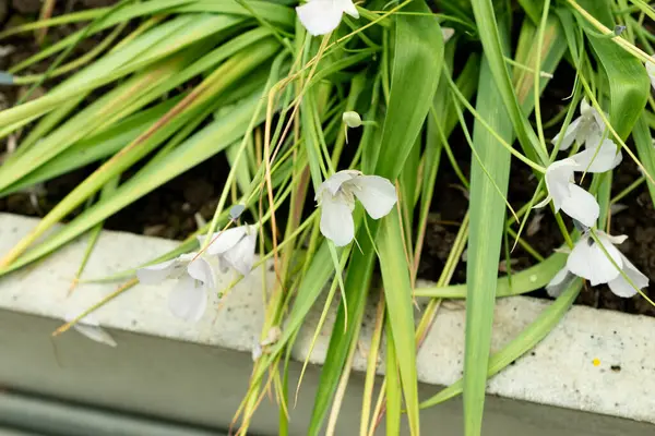 Saint Gallen, İsviçre, 9 Mayıs 2025 Calochortus Uniflorus veya botanik bahçesindeki Monterey mariposa bitkisi