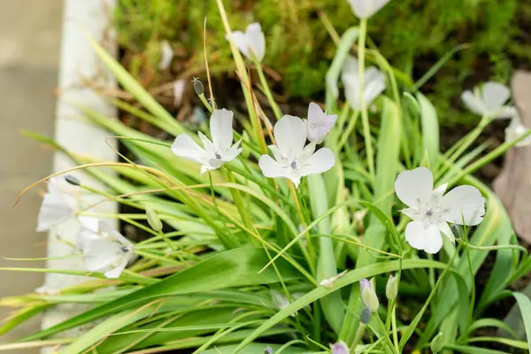Saint Gallen, İsviçre, 9 Mayıs 2025 Calochortus Uniflorus veya botanik bahçesindeki Monterey mariposa bitkisi