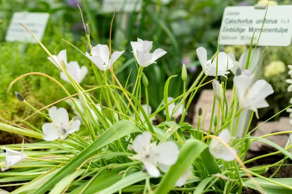 Saint Gallen, İsviçre, 9 Mayıs 2025 Calochortus Uniflorus veya botanik bahçesindeki Monterey mariposa bitkisi