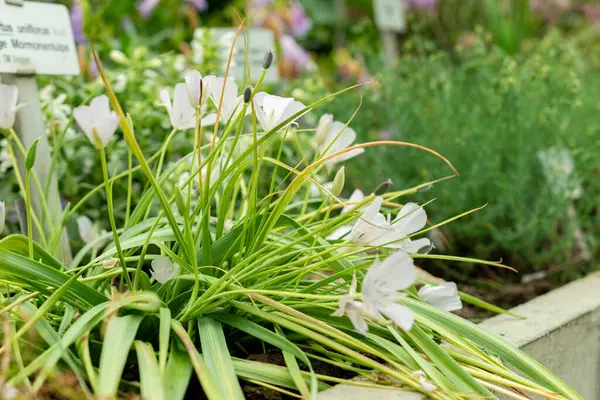 Saint Gallen, İsviçre, 9 Mayıs 2025 Calochortus Uniflorus veya botanik bahçesindeki Monterey mariposa bitkisi