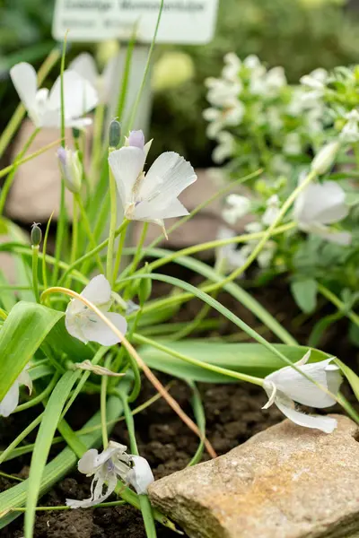Saint Gallen, İsviçre, 9 Mayıs 2025 Calochortus Uniflorus veya botanik bahçesindeki Monterey mariposa bitkisi