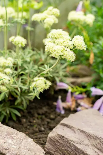 Saint Gallen, İsviçre, 9 Mayıs 2025 Eriogonum Heracleoides veya botanik bahçesindeki yaban havucu bitkisi