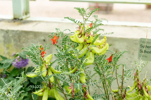 Saint Gallen, İsviçre, 9 Mayıs 2025 Sutherlandia Frutescens veya botanik bahçesindeki kanser çalı bitkisi