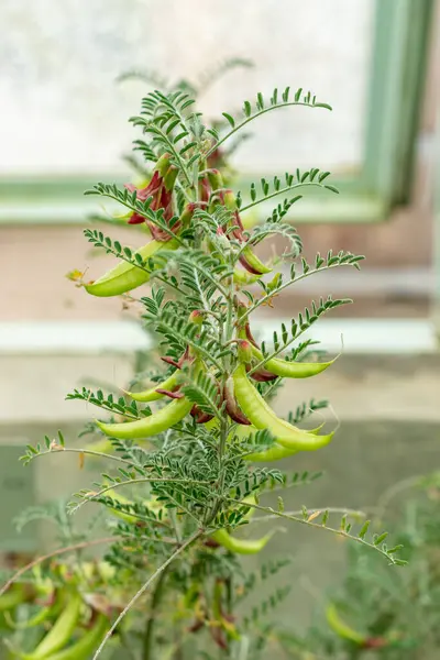 Saint Gallen, İsviçre, 9 Mayıs 2025 Sutherlandia Frutescens veya botanik bahçesindeki kanser çalı bitkisi
