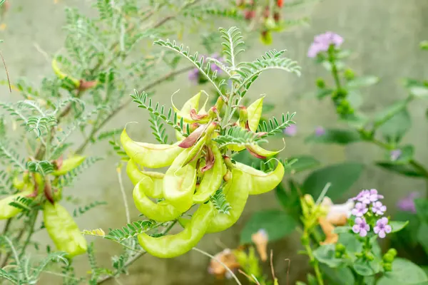 Saint Gallen, İsviçre, 9 Mayıs 2025 Sutherlandia Frutescens veya botanik bahçesindeki kanser çalı bitkisi