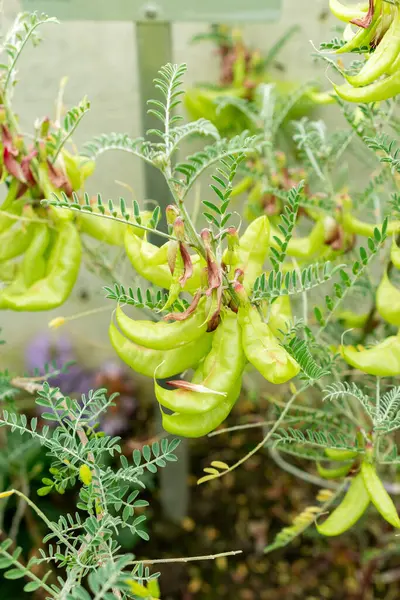 Saint Gallen, İsviçre, 9 Mayıs 2025 Sutherlandia Frutescens veya botanik bahçesindeki kanser çalı bitkisi