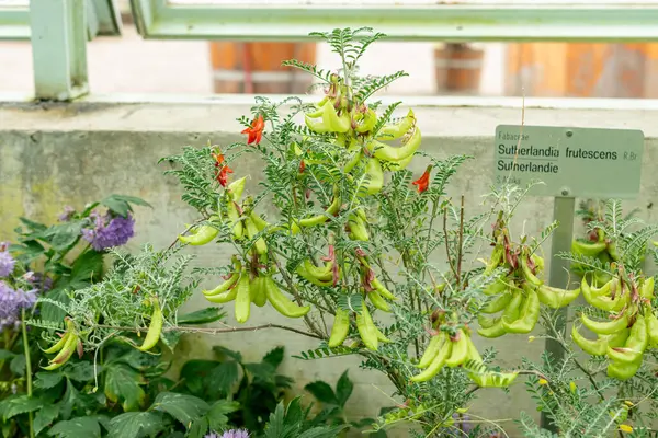 Saint Gallen, İsviçre, 9 Mayıs 2025 Sutherlandia Frutescens veya botanik bahçesindeki kanser çalı bitkisi