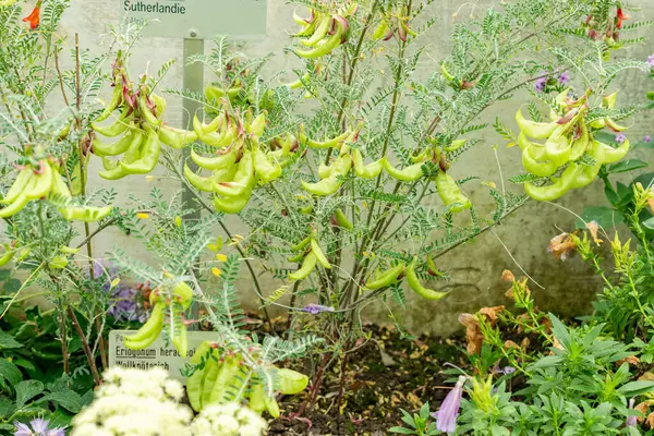 Saint Gallen, İsviçre, 9 Mayıs 2025 Sutherlandia Frutescens veya botanik bahçesindeki kanser çalı bitkisi