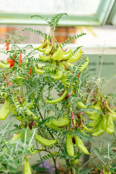 Saint Gallen, İsviçre, 9 Mayıs 2025 Sutherlandia Frutescens veya botanik bahçesindeki kanser çalı bitkisi