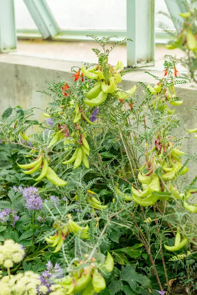Saint Gallen, İsviçre, 9 Mayıs 2025 Sutherlandia Frutescens veya botanik bahçesindeki kanser çalı bitkisi