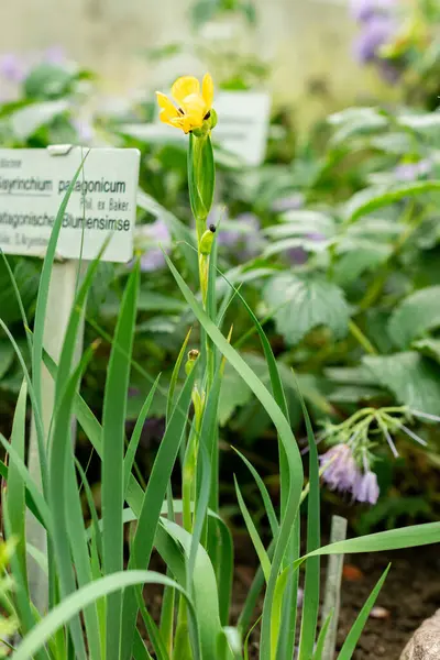Saint Gallen, İsviçre, 9 Mayıs 2025 Sisyrinchium Patagonicum tesisi botanik bahçesinde