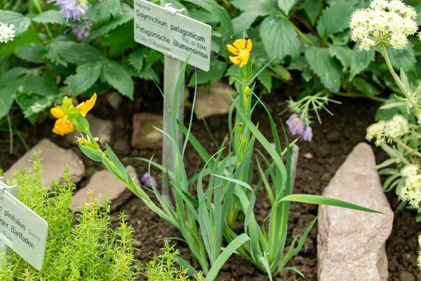 Saint Gallen, İsviçre, 9 Mayıs 2025 Sisyrinchium Patagonicum tesisi botanik bahçesinde