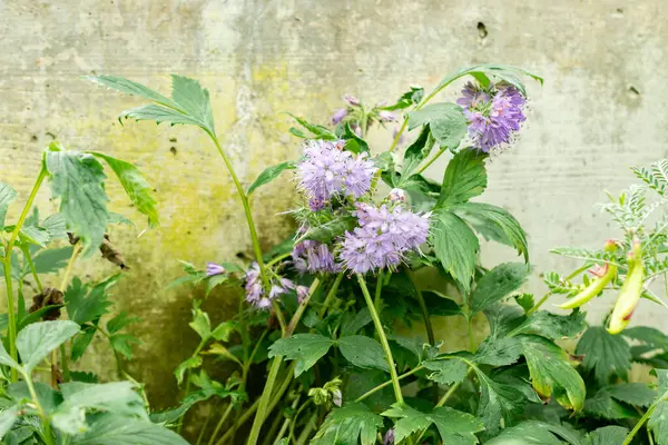 Saint Gallen, İsviçre, 9 Mayıs 2025 Virginianum ya da Virginia su yaprağı bitkisi botanik bahçesinde.