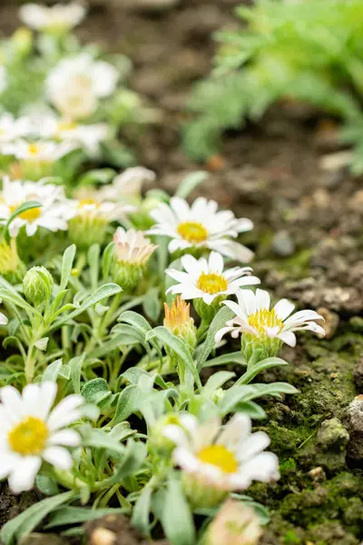 Saint Gallen, İsviçre, 9 Mayıs 2025 Townsendia Minima bitkisi botanik bahçesinde