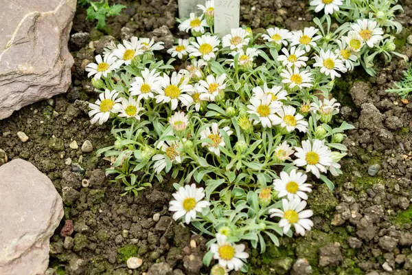 Saint Gallen, İsviçre, 9 Mayıs 2025 Townsendia Minima bitkisi botanik bahçesinde