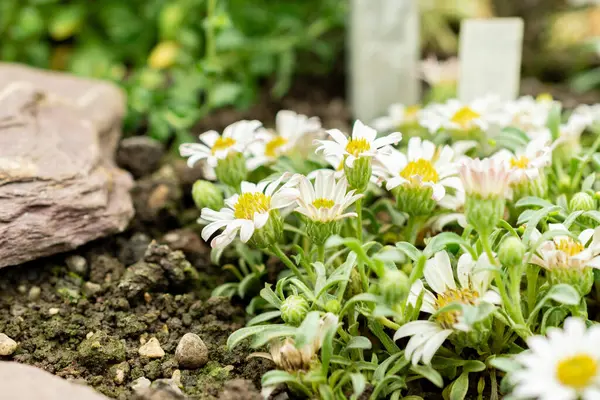 Saint Gallen, İsviçre, 9 Mayıs 2025 Townsendia Minima bitkisi botanik bahçesinde