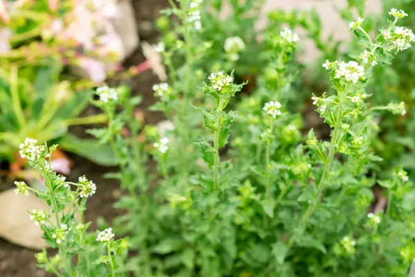 Saint Gallen, İsviçre, 9 Mayıs 2025 Botanik Bahçesindeki Draba Incana fabrikası