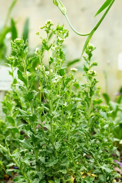 Saint Gallen, İsviçre, 9 Mayıs 2025 Botanik Bahçesindeki Draba Incana fabrikası