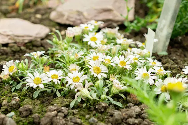 Saint Gallen, İsviçre, 9 Mayıs 2025 Townsendia Minima bitkisi botanik bahçesinde