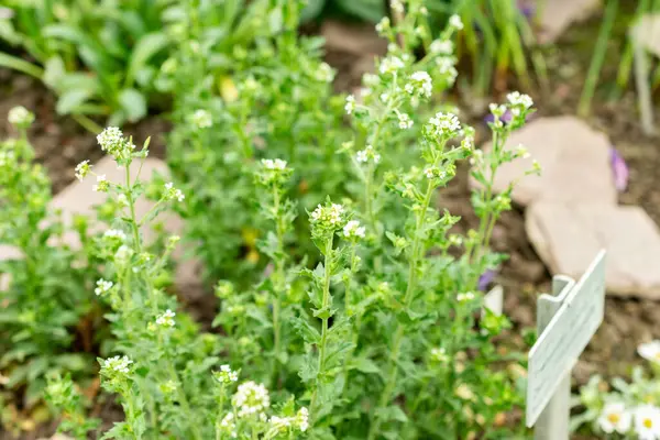 Saint Gallen, İsviçre, 9 Mayıs 2025 Botanik Bahçesindeki Draba Incana fabrikası