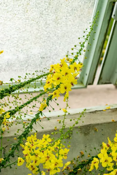 Saint Gallen, İsviçre, 9 Mayıs 2025 Verbascum Arcturus bitkisi botanik bahçesinde.