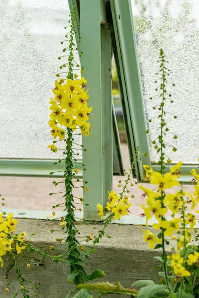 Saint Gallen, İsviçre, 9 Mayıs 2025 Verbascum Arcturus bitkisi botanik bahçesinde.