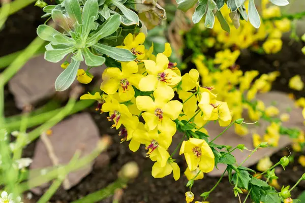 Saint Gallen, İsviçre, 9 Mayıs 2025 Verbascum Arcturus bitkisi botanik bahçesinde.