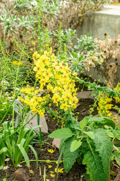 Saint Gallen, İsviçre, 9 Mayıs 2025 Verbascum Arcturus bitkisi botanik bahçesinde.