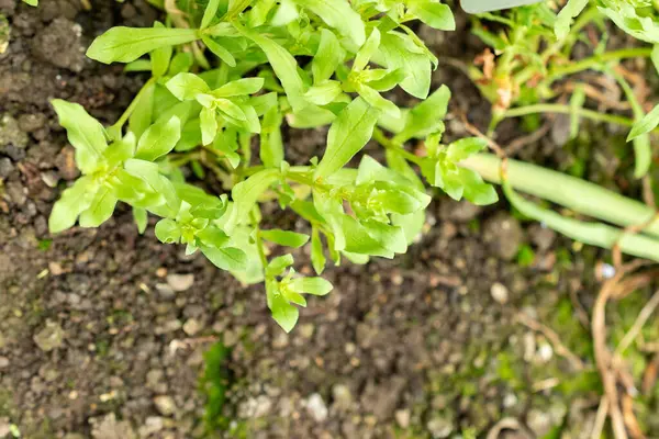 Saint Gallen, İsviçre, 9 Mayıs 2025 Anagallis Monelli veya botanik bahçesindeki bahçe faresi fabrikası