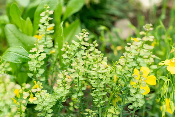 Saint Gallen, İsviçre, 9 Mayıs 2025 Botanik Bahçesindeki Aethionema Diastrophis fabrikası