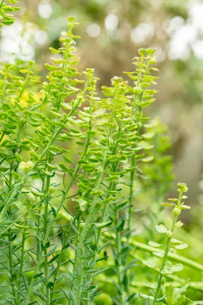 Saint Gallen, İsviçre, 9 Mayıs 2025 Botanik Bahçesindeki Aethionema Diastrophis fabrikası